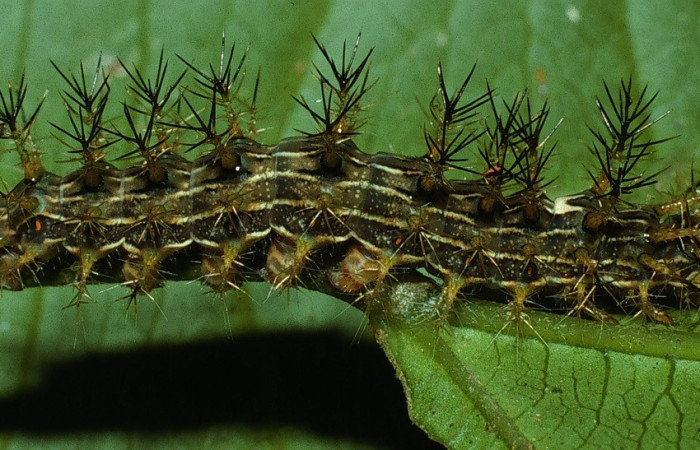 Figura 1. Larva <i>Lonomia concordia</i> (Saturniidae), color verde con rayas blancas, espinas en el dorso y laterales posición lateral, cuarto estadio, mide 31 mm aproximadamente. Planta hospedera <i>Hasseltia floribunda</i> (Salicaceae). Voucher: 03-SRNP-3931-DHJ72873.jpg.