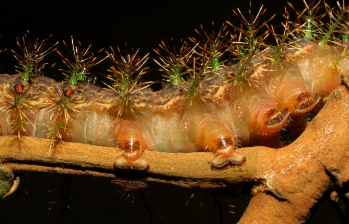 Figura 12. Larva <i>Lonomia concordia</i> (Saturniidae), color café con rayas cremas, espinas en el dorso y laterales color verde, café, posición lateral ventral, último estadio, mide 65 mm aproximadamente. Planta hospedera <i>Hampea appendiculata</i> (Malvaceae). Voucher: 07-SRNP-35381-DHJ420055.jpg.