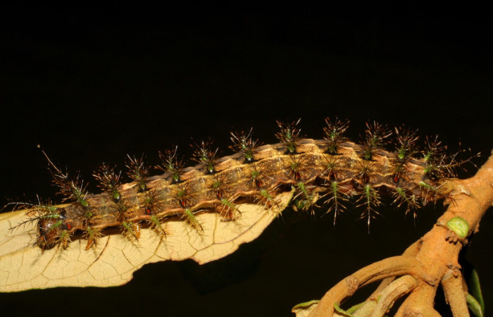 Figura 13. Larva <i>Lonomia concordia</i> (Saturniidae), color café con rayas cremas, espinas en el dorso y laterales color verde, café, posición lateral frontal, último estadio, mide 65 mm aproximadamente. Planta hospedera <i>Hampea appendiculata</i> (Malvaceae). Voucher: 07-SRNP-35381-DHJ420040.jpg.