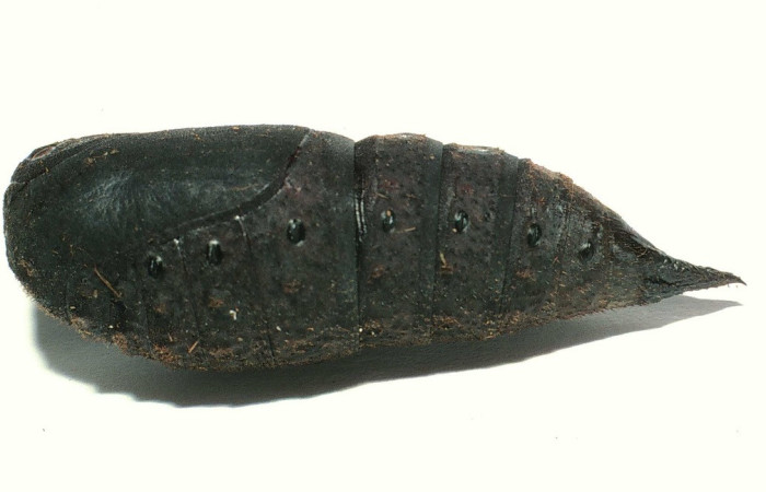 Figura 15. Pupa <i>Lonomia concordia</i> (Saturniidae), color negro, posición lateral. Voucher: 01-SRNP-6343-DHJ63514.jpg.