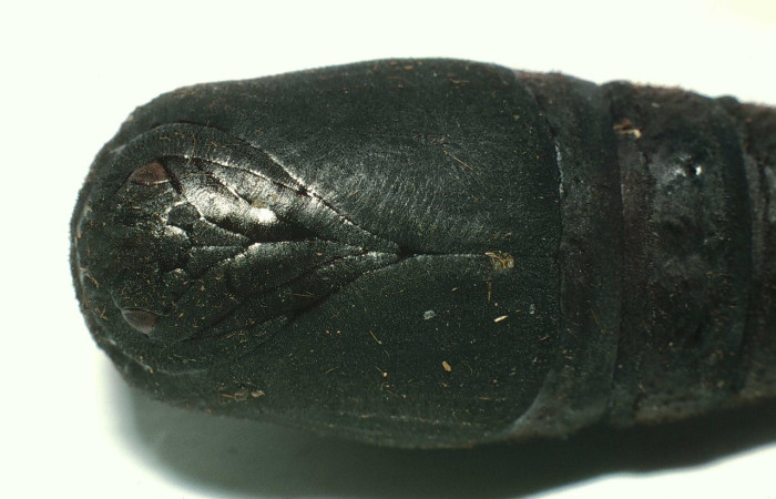 Figura 15. Pupa <i>Lonomia concordia</i> (Saturniidae), color negro, posición lateral. Voucher: 01-SRNP-6343-DHJ63514.jpg.