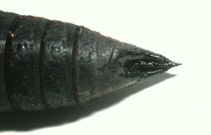 Figura 17. Parte de la colita de pupa <i>Lonomia concordia</i> (Saturniidae), color negro, posición ventral. Voucher: 01-SRNP-6343-DHJ63515.jpg.