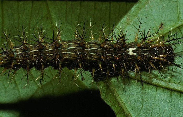 Figura 2. Larva <i>Lonomia concordia</i> (Saturniidae), color verde con rayas blancas, espinas en el dorso y laterales posición dorsal, cuarto estadio, mide 31 mm aproximadamente. Planta hospedera <i>Hasseltia floribunda</i> (Salicaceae). Voucher: 03-SRNP-3931-DHJ72872.jpg.