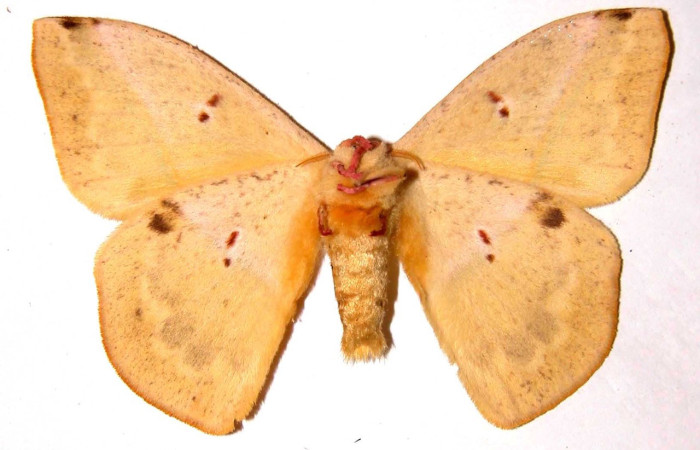 Figura 20. Adulto macho de <i>Lonomia concordia</i> (Saturniidae), color amarillo, posición dorsal, mide 76 mm aproximadamente. Voucher: 02-SRNP-8359-DHJ35889