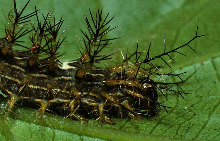 Figura 3. Larva <i>Lonomia concordia</i> (Saturniidae), color verde con rayas blancas, espinas en el dorso y laterales posición dorsal, cuarto estadio, mide 31 mm aproximadamente. Planta hospedera <i>Hasseltia floribunda</i> (Salicaceae). Voucher: 03-SRNP-3931-DHJ72874.jpg.