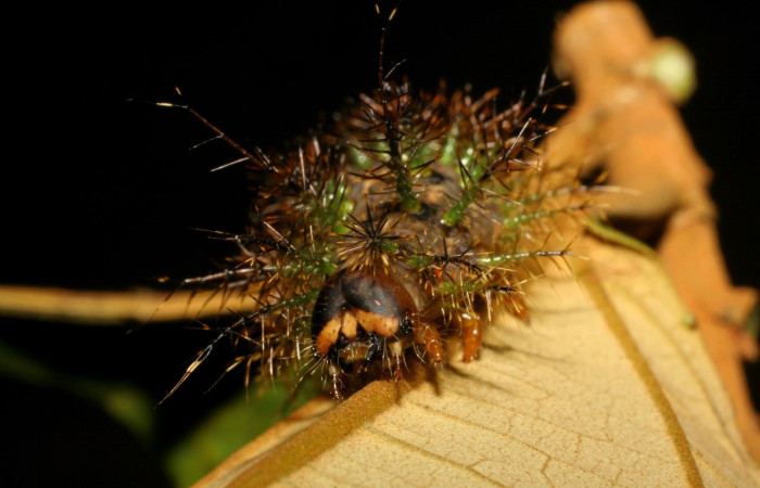 Figura 9. Larva <i>Lonomia concordia</i> (Saturniidae), color café cabeza color negro con una mancha color crema, posición frontal, último estadio, mide 65 mm aproximadamente. Planta hospedera <i>Hampea appendiculata</i> (Malvaceae). Voucher: 07-SRNP-35381-DHJ420052.jpg.