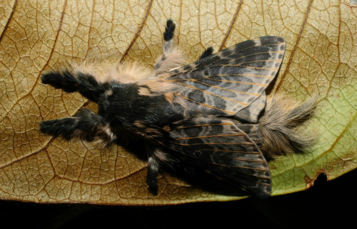 Fig. 14. Polilla de <i>Tolype</i> primitivaJMR02 (Lasiocampidae), adulto posando naturalmente sobre planta hospedera. Voucher: 09-SRNP-70656-DHJ461682.jpeg