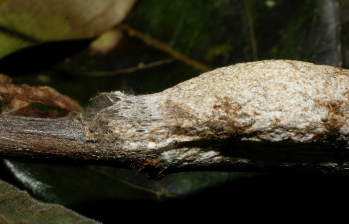 Fig. 10. Detalle anterior del capullo de <i>Tolype</i> primitivaJMR02 (Lasiocampidae), por esta parte es por donde sale el adulto una vez que eclosiona. Voucher:09-SRNP-70656-DHJ461695.jpeg