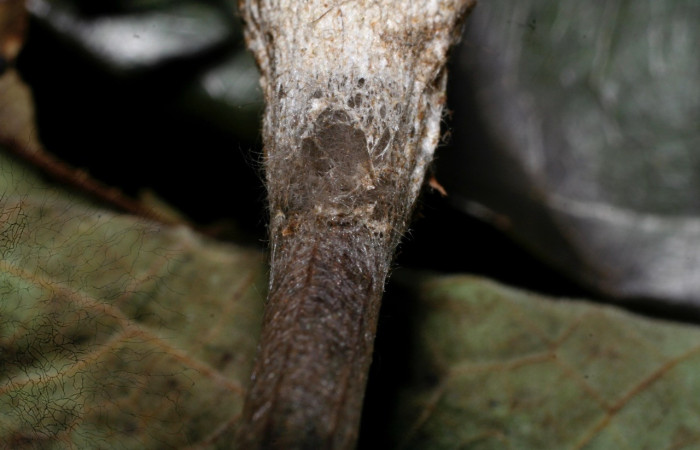 Fig. 11. Orificio de salida de polilla <i>Tolype</i> primitivaJMR02 (Lasiocampidae), una vez que esta eclosiona. Voucher:09-SRNP-70656-DHJ461696.jpg