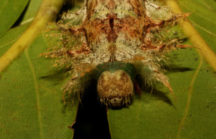 Fig. 7. Detalle vista frontal cabeza <i>Tolype</i> primitivaJMR02 (Lasiocampidae), se aprecia sus patas torácicas, coloración de la cabeza. Voucher:19-SRNP-65284-DHJ772178.jpeg