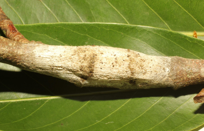 Fig. 9. Capullo de <i>Tolype</i> primitivaJMR02 (Lasiocampidae), la pupa se sencuentra dentro del capullo el cual permanece protegida de depredares o insectos parásitos. Voucher:19-SRNP-65284-DHJ772236.jpeg