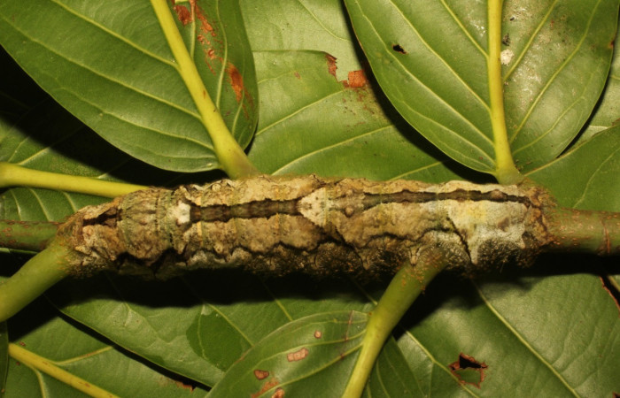 Fig. 1. Larva de <i>Tolype</i> primitivaJMR02 (Lasiocampidae), alimentándose de <i>Moquilea platypus </i>(Chrysobalanaceae). Voucher: 19-SRNP-65289-DHJ772185.jpeg