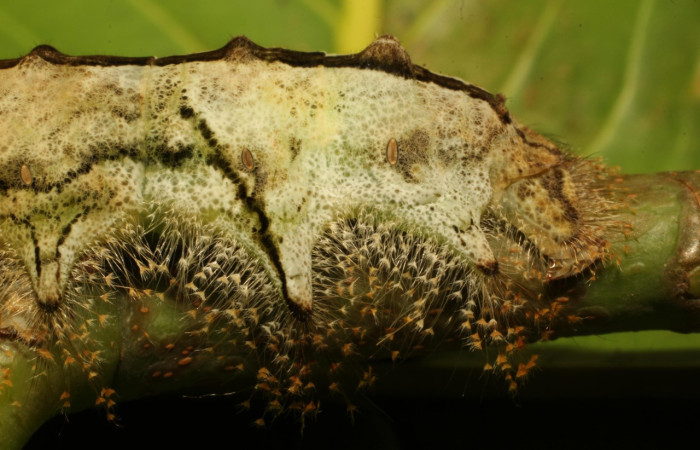 Fig. 6. Detalle lateral de <i>Tolype</i> primitivaJMR02 (Lasiocampidae), se aprecia forma y color de los pelos, sus espiráculos presentes y las pequeñas protuberancias muy visibles.. Voucher: 19-SRNP-65289-DHJ772192.jpeg