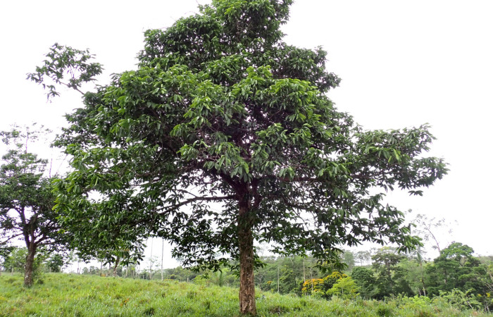 Fig. 8. <i>Moquilea platypus</i> (Chrysobalanaceae).planta hiospedera <i>Tolype</i> primitivaJMR02.Foto: Duvalier Briceño, Mayo 14 2025.