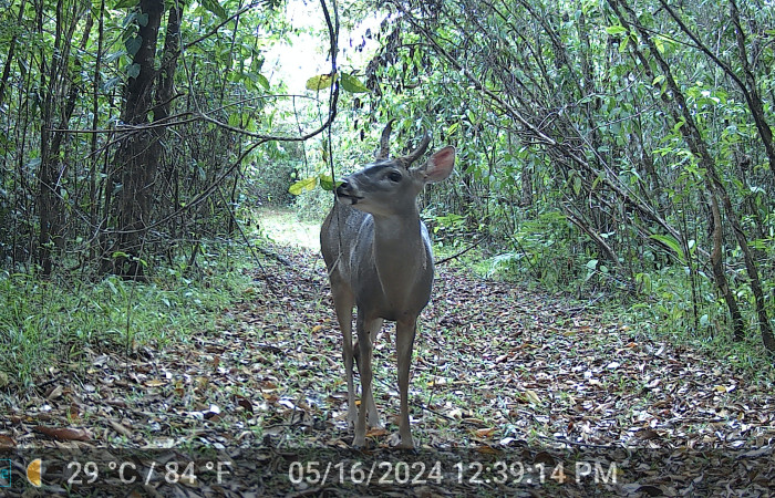 Figura. 1. Venado cola blanca <i>Odocoileus virginianus</i> (Cervidae), (macho) foto captada por cámara trampa, 16 Mayo 2024, en Estación Biológica Quica, Sector Pitilla Area de Conservación Guanacaste (ACG) (470m).