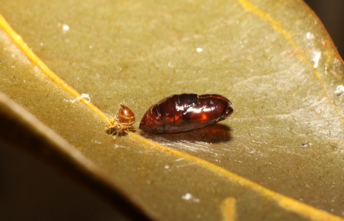 Figura 11. Pupa <i>Antaeotricha</i> caprimulgaEPR02. (10-SRNP-4394-DHJ475576.jpg).