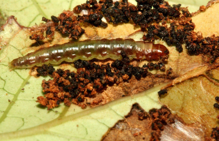 Figura 13. Dorsal entero <i>Antaeotricha</i> caprimulgaEPR01
(Depresariidae), en la planta <i>Gonocalyx pterocarpus</i> (Fabaceae).
Sector Rincon Rain Forest. Sendero Albergue Cracter, (elevación 980
metros). Colectada 12 junio 2010. (10-SRNP-3029-DHJ470768.jpg).