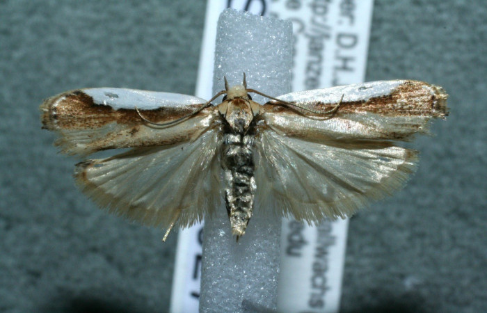 Figura 16. Adulto <i>Antaeotricha</i>  caprimulgaEPR02 (Erebidae), posición vista dorsal. (13-SRNP-30027-DHJ569676).