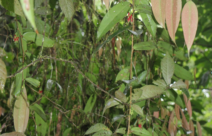 Figura 17. Bejuco <i>Satyria panurensis</i>, (Ericaceae), de <i> Antaeotricha</i>, (Depresariidae). Foto, Jorge Hernández.