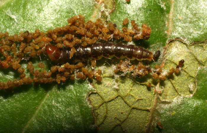 Figura 1. Dorsal entero <i>Antaeotricha</i> caprimulgaEPR02 (Depresariidae), en la planta <i> Cavendishia axillaris</i> (Ericaceae). Sector Pitilla. Sendero Nacho, (elevación 675 metros). Colectada 7 abril 2010. (10-SRNP-31006-DHJ471692.jpg).