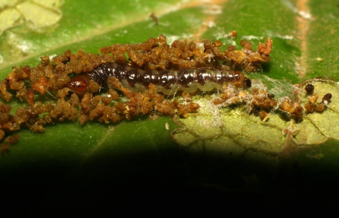 Figura 2. Lateral entero <i>Antaeotricha</i> caprimulgaEPR02 (Depresariidae), en la planta <i> Cavendishia axillaris</i> (Ericaceae). Sector Pitilla. Sendero Nacho, (elevación 675 metros). Colectada 7 abril 2010. (10-SRNP-31006-DHJ471695.jpg).