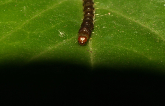 Figura 3. Cabeza <i>Antaeotricha</i> caprimulgaEPR02 (Depresariidae), en la planta <i> Cavendishia axillaris</i> (Ericaceae). Sector Pitilla. Sendero Nacho, (elevación 675 metros). Colectada 7 abril 2010. (10-SRNP-31006-DHJ471698.jpg).
