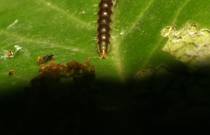 Figura 4. Parte posterior <i>Antaeotricha</i> caprimulgaEPR02 (Depresariidae), en la planta <i> Cavendishia axillaris</i> (Ericaceae). Sector Pitilla. Sendero Nacho, (elevación 675 metros). Colectada 7 abril 2010. (10-SRNP-31006-DHJ471699.jpg).