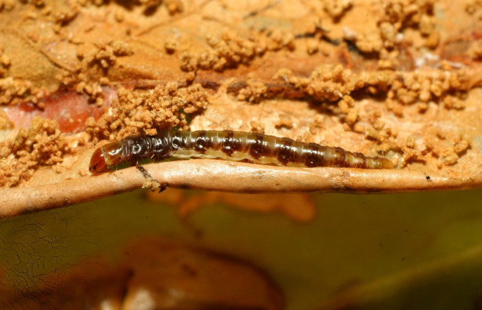 Figura 7. Lateral entero <i>Antaeotricha</i> caprimulgaEPR02 (Depresariidae), en la planta <i>Satyria panurensis</i> (Ericaceae). Sector Pitilla. Sendero Naciente, (elevación 700 metros). Colectada 19 mayo 2009. (09-SRNP-31626-DHJ458666.jpg).