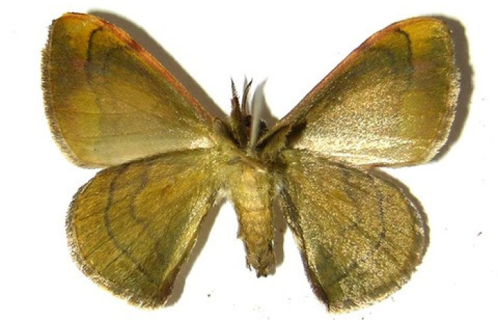 Figura 19. Adulto de <i>Anticla</i> anticaDHJ03. (Bombycidae). Vista ventral. Voucher 04-SRNP-34266-DHJ330319