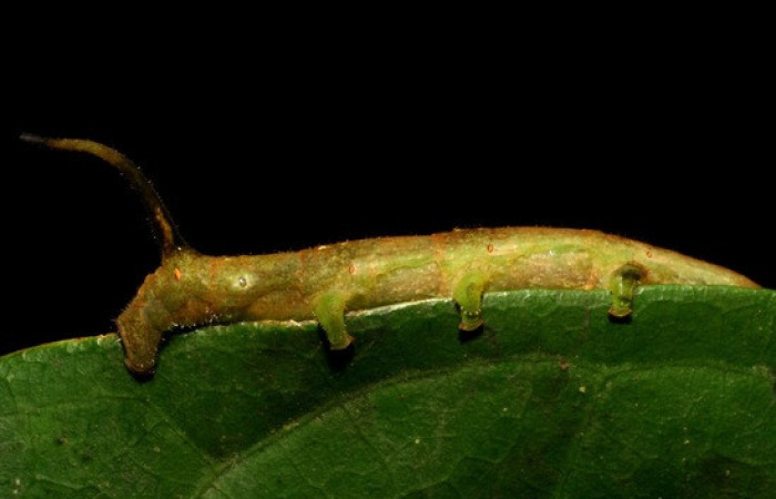 Figura 9. <i>Anticla</i> anticaDHJ03. (Bombycidae). Vista lateral mostrando patas falsas que le sirven para sostener y moverse de un lado a otro en busca de plantas tiernas Voucher. 06-SRNP-33831- DHJ415591.