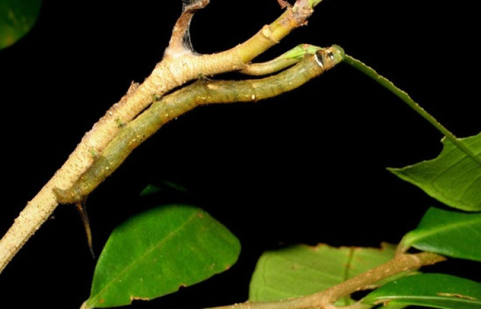 Figura 10. <i>Anticla</i> anticaDHJ03. (Bombycidae). Vista lateral mostrando patas falsas que le sirven para sostener y moverse de un lado a otro en busca de plantas tiernas Voucher. 07-SRNP-1411- DHJ420976.
