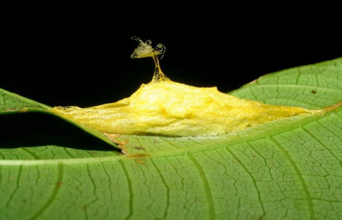 Figura 13. <i>Anticla</i> anticaDHJ03. (Bombycidae). Vista de capullo, adentro la pupa. Voucher. 09-SRNP-207-DHJ450226.