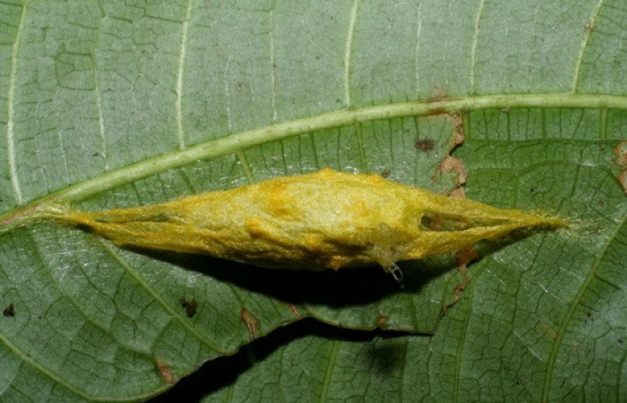 Figura 12. <i>Anticla</i> anticaDHJ03. (Bombycidae). Vista de capullo, adentro la pupa. Voucher. 09-SRNP-207-DHJ450227.