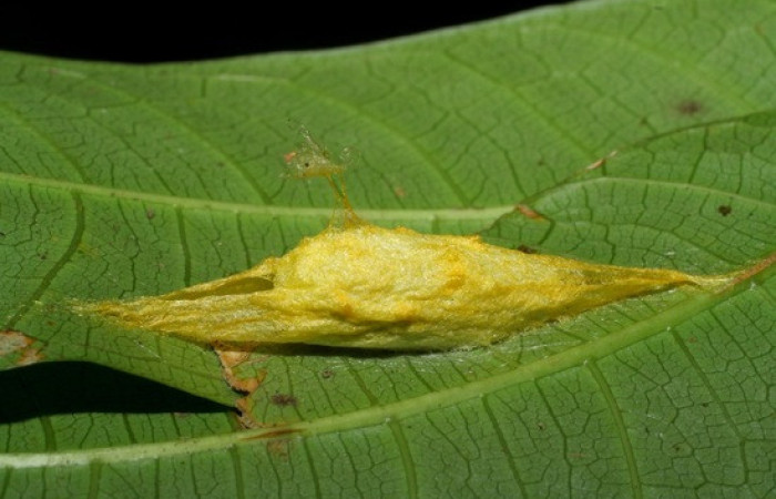 Figura 11. <i>Anticla</i> anticaDHJ03. (Bombycidae). Vista de coco esto es un capullo de donde estuvo pupa, Voucher. 09-SRNP-207-DHJ450228.