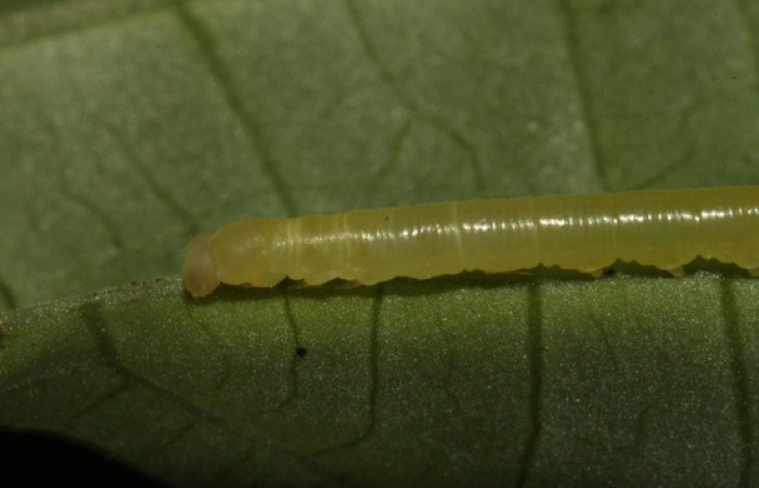Figura 2. <i>Anticla</i> anticaDHJ03. (Bombycidae). Vista lateral mostrando cabeza. Voucher. 13- SRNP-31601-DHJ701883.