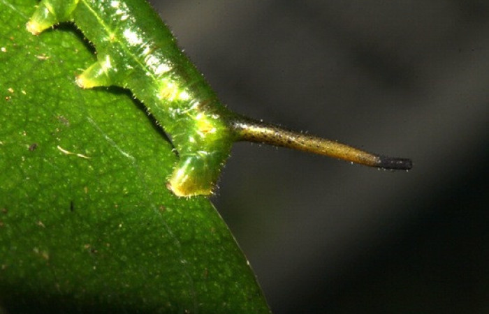 Figura 4. <i>Anticla</i> anticaDHJ03. (Bombycidae). Vista lateral mostrando la cola. Voucher. 13- SRNP-31601-DHJ720056.