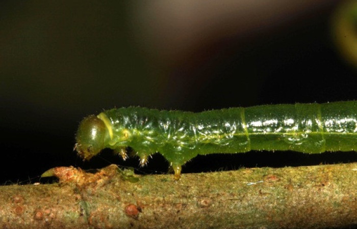 Figura 6. <i>Anticla</i> anticaDHJ03. (Bombycidae). Vista lateral mostrando la cabeza. Voucher. 13- SRNP-31601-DHJ720058.
