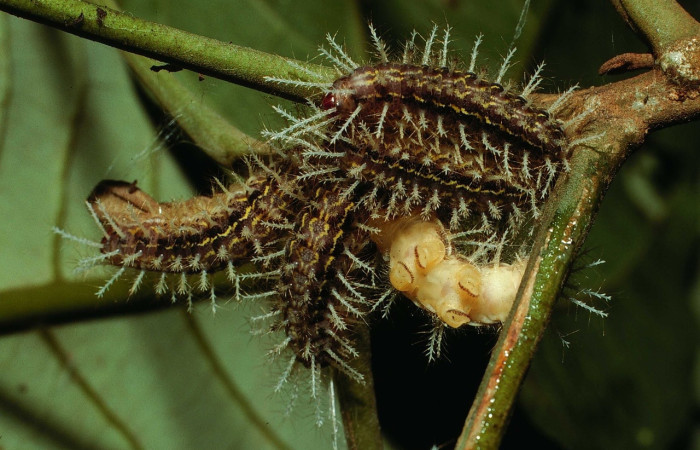 Fig. 6. Larvas  <i>Hylesia invidiosa</i>, dorsal entero, 33 mm largo, San Cristóbal, último  estadio. Voucher 01-SRNP-22339DHJ62456.jpg