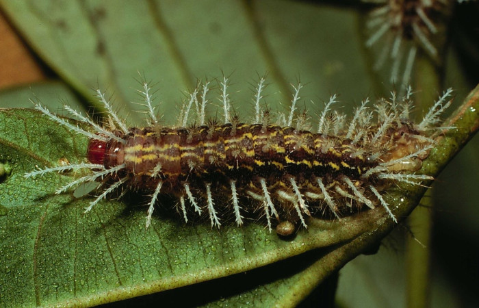Fig 8. Larva <i>Hylesia invidiosa</i>, dorsal entero, 33 mm largo, San Cristóbal, último  en último estadio.  Voucher 01-SRNP-22339-DHJ62458.jpg.