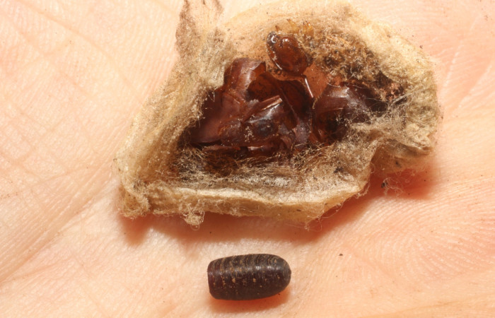 Fig. 13. Muda de pupa se <i>Hylesia invidiosa</i>; y pupario del parásito Carcelia Wood12DHJ05 de la familia Tachinidae. Voucher 12-SRNP-65607-DHJ804491.jpg