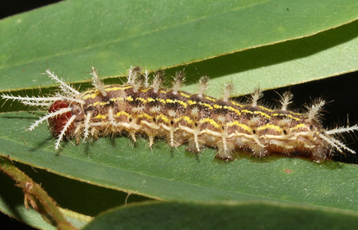 Fig 9. Larva  <i>Hylesia invidiosa</i>, dorsal entero, 25 mm largo, Estación Biológica Caribe, en penúltimo estadio.  Voucher 13-SRNP-42309-DHJ707869.JPG