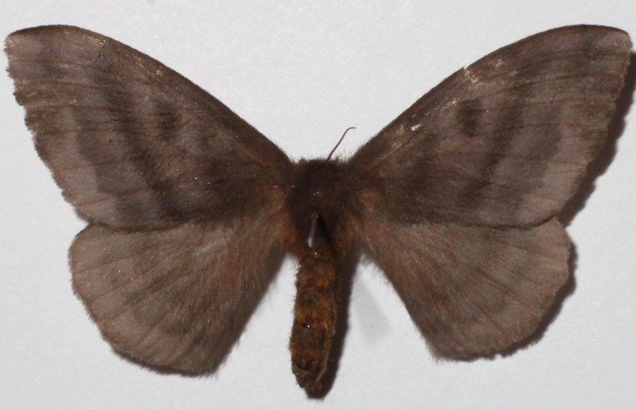 Fig 3. Adulto <i>Hylesia invidiosa</i>, familia Saturniidae, en alas abiertas mide 50 mm. Vista dorsal, (hembra). Voucher 16-SRNP-65341-DHJ922584.