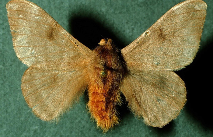 Fig 2. Adulto <i>Hylesia invidiosa</i>, familia Saturniidae. Vista dorsal, (macho)  Voucher INBioCRI002223528