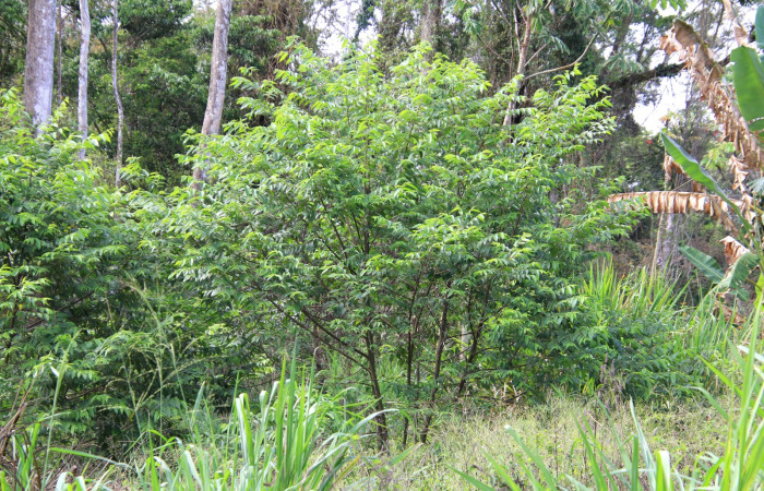 Fig. 11 Planta Trema micrantha (Cannabaceae) hospedera de Callinola bifiliferata (Nolidae), Rio Mena, Sector Del Oro. Fot.R. Moraga.