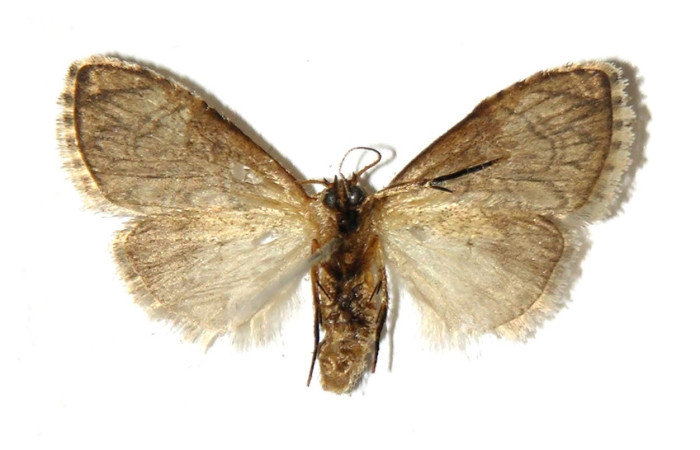 Fig. 2 Adulto <i>Callinola bifiliferata</i> (Nolidae), vista ventral mide 21mm. Estación, Sector Cacao, 675m. 00-SRNP-10307-DHJ321751.
