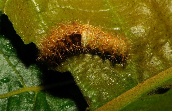 Fig. 3 Larva <i>Callinola bifiliferata</i> (Nolidae), vista dorsal mide 15mm. Pasmompa, Sector Pitilla, 675m. 08-SRNP-30123-DHJ435739.jpg