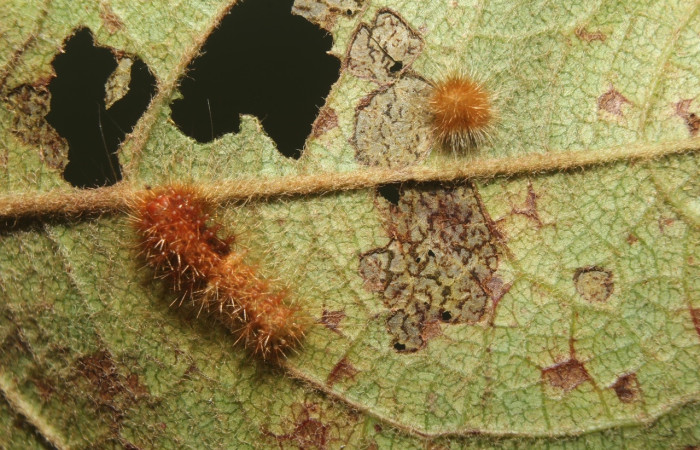 Fig. 8 Larva <i>Callinola bifiliferata</i> (Nolidae), mide 9mm. Coneja, Sector Pitilla, 675m. 18-SRNP-71385-DHJ742732.jpg