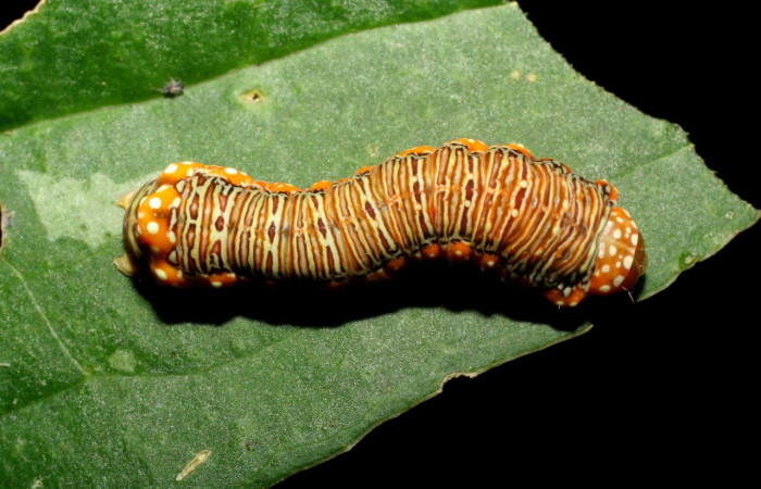  Larva en posición dorsal de <i>Heterochroma</i> Poole03 (Noctuidae), U estadio. Sector Mundo Nuevo, Quebrada Tibio Perla. Voucher 06-SRNP-58309-DHJ417958.jpg.