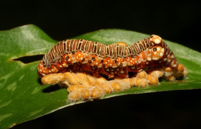  Capullos de parásito <i>Glyptapanteles henrytownesi</i>, parásito de la familia Braconidae en <i>Heterochroma</i> Poole03 (Noctuidae). Sector Mundo Nuevo, Sendero Melon. Voucher 07-SRNP-57289-DHJ423123.jpg.