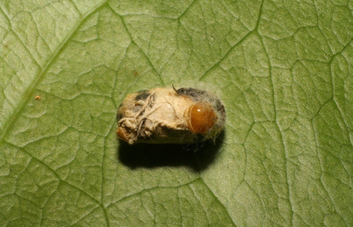  Parásito <i>Microcharops</i> tibialisDHJ06, parásito de la familia Ichneumonidae en <i>Heterochroma</i> Poole03 (Noctuidae). Sector Mundo Nuevo, Sendero Melon. Voucher 07-SRNP-57286-DHJ423119.jpg.